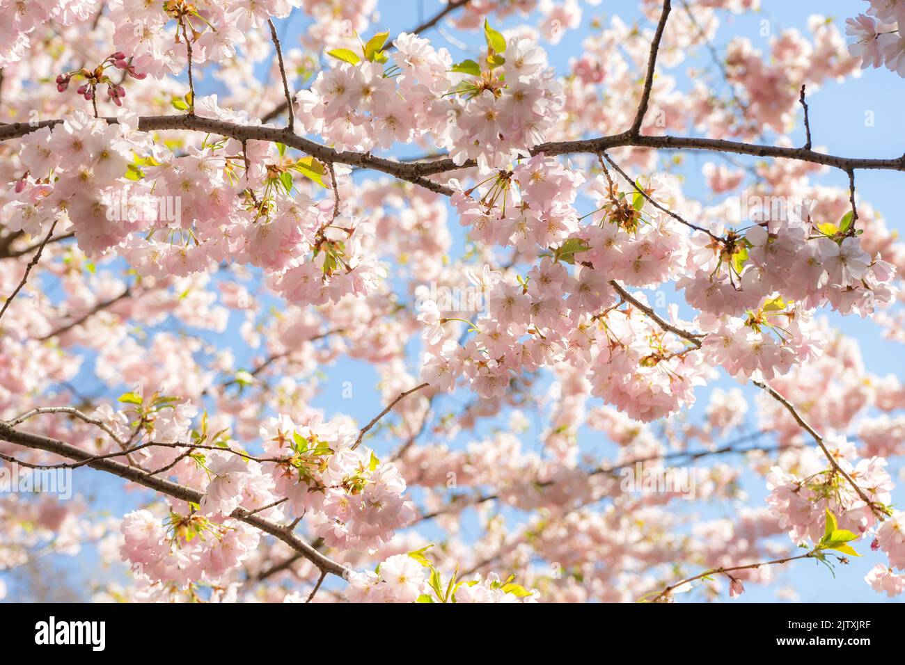Beautiful branches of pink Cherry blossoms on the tree under blue sky ...