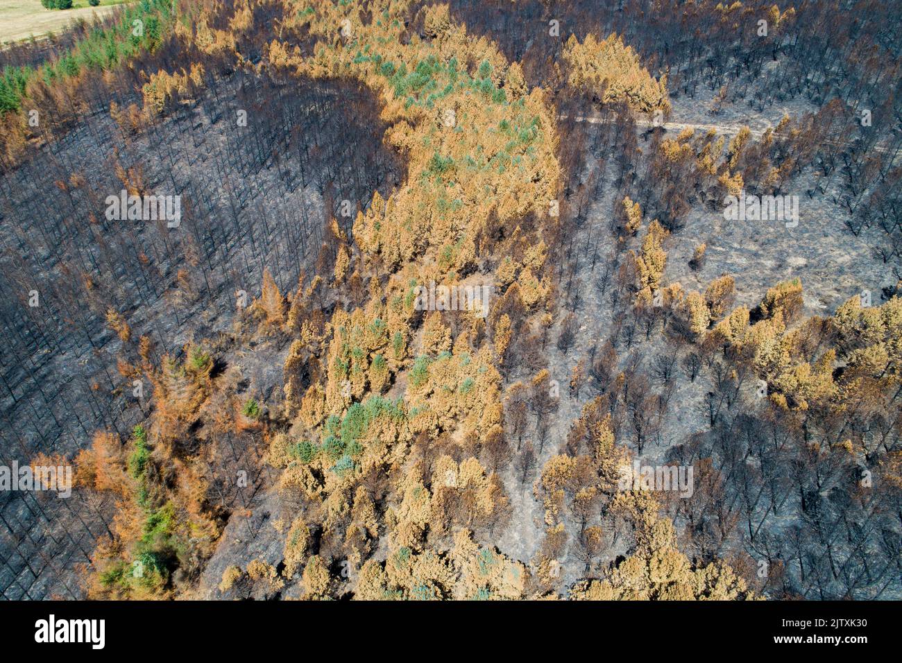 An aerial view of burnt trees and forest area after a forest fire. Pine ...