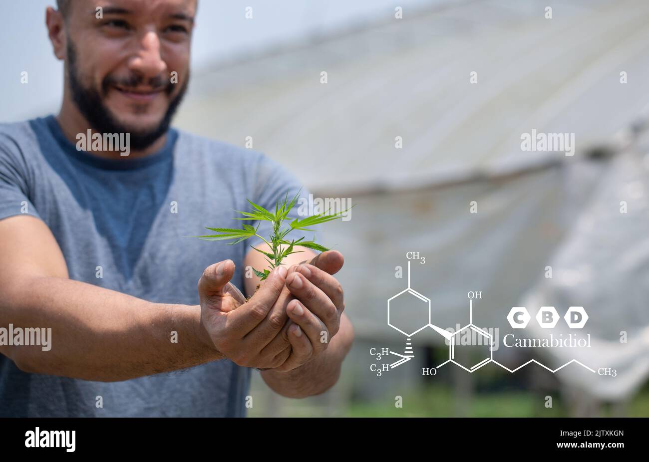 Farmers hold cannabis plants, grow cannabis, medicinal cannabis, cbd formula. CBD hemp oil. Stock Photo
