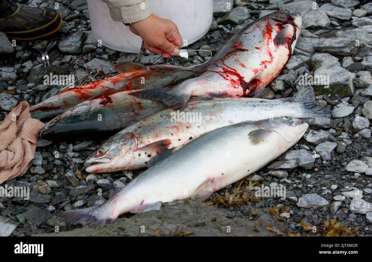 Local residents fish for Salmon at Valdez, Alaska Stock Photo