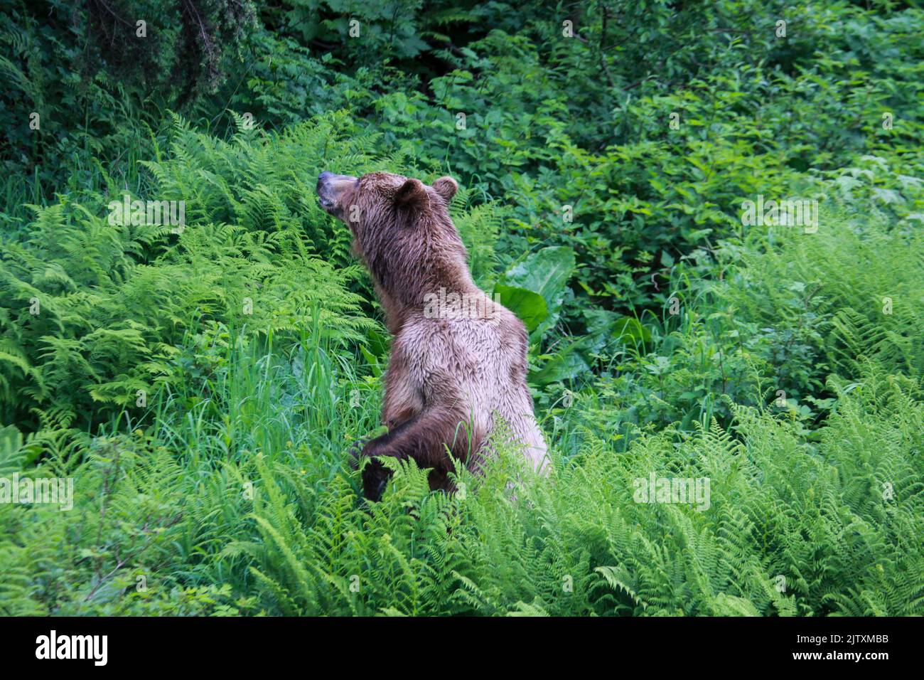 Mother bear and three cubs [brown bear (Ursus arctos)] in the lush