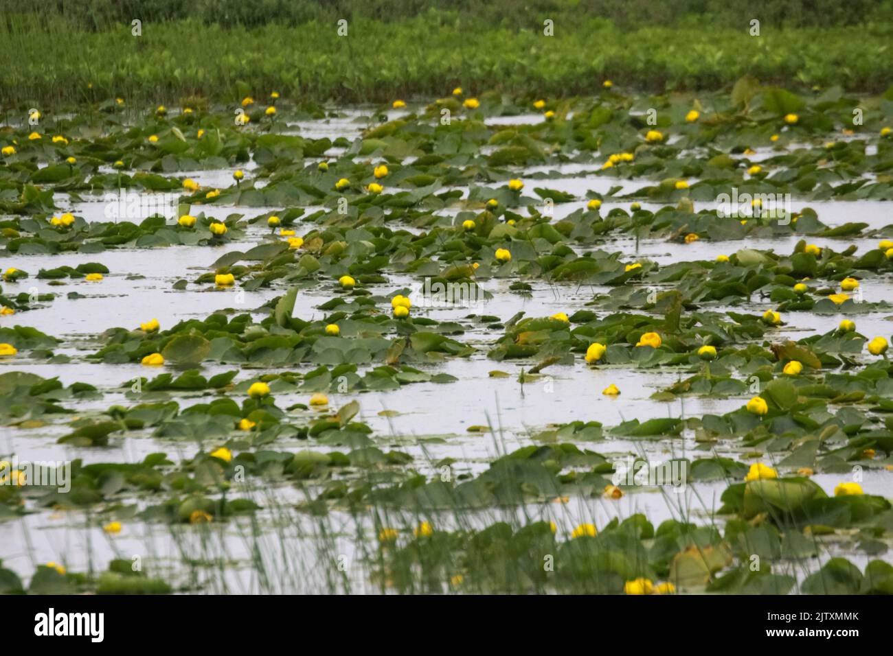 Yellow Water Lilies at The Copper River Delta, Alaska Stock Photo