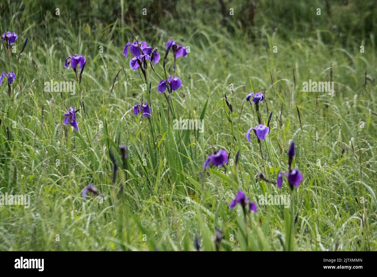 Alaska Iris (Iris setosa) The Copper River Delta, Alaska Stock Photo