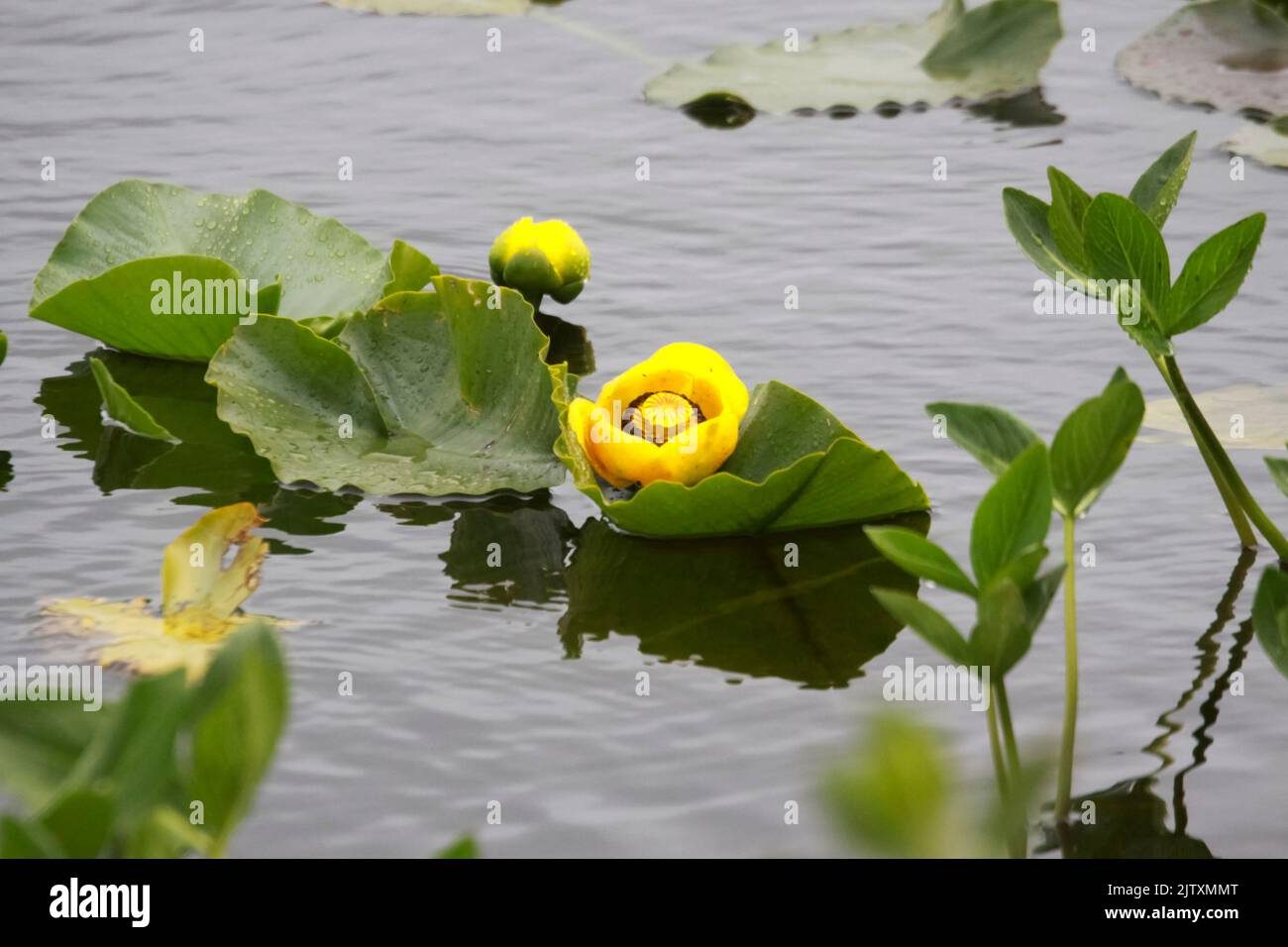 Yellow Water Lilies at The Copper River Delta, Alaska Stock Photo