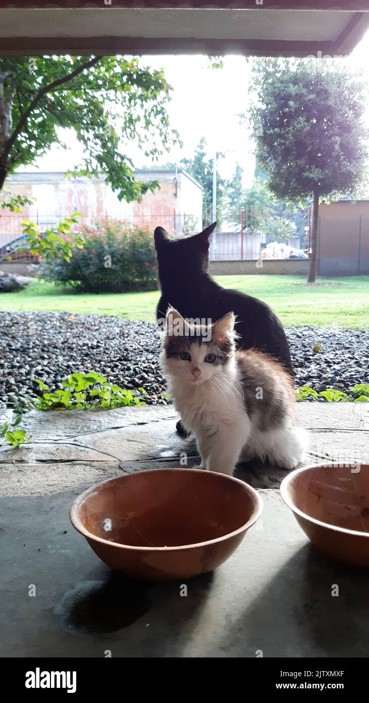 Cat eats in the bowl, lunch time, cats eat near the condominium garden