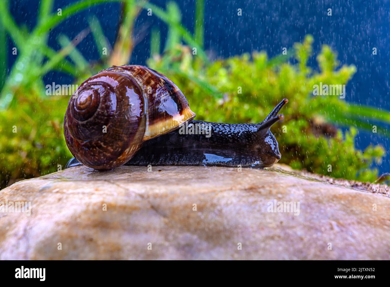 Grape snail on a stone in the rain, against a dark sky and green grass, macro photography Stock Photo