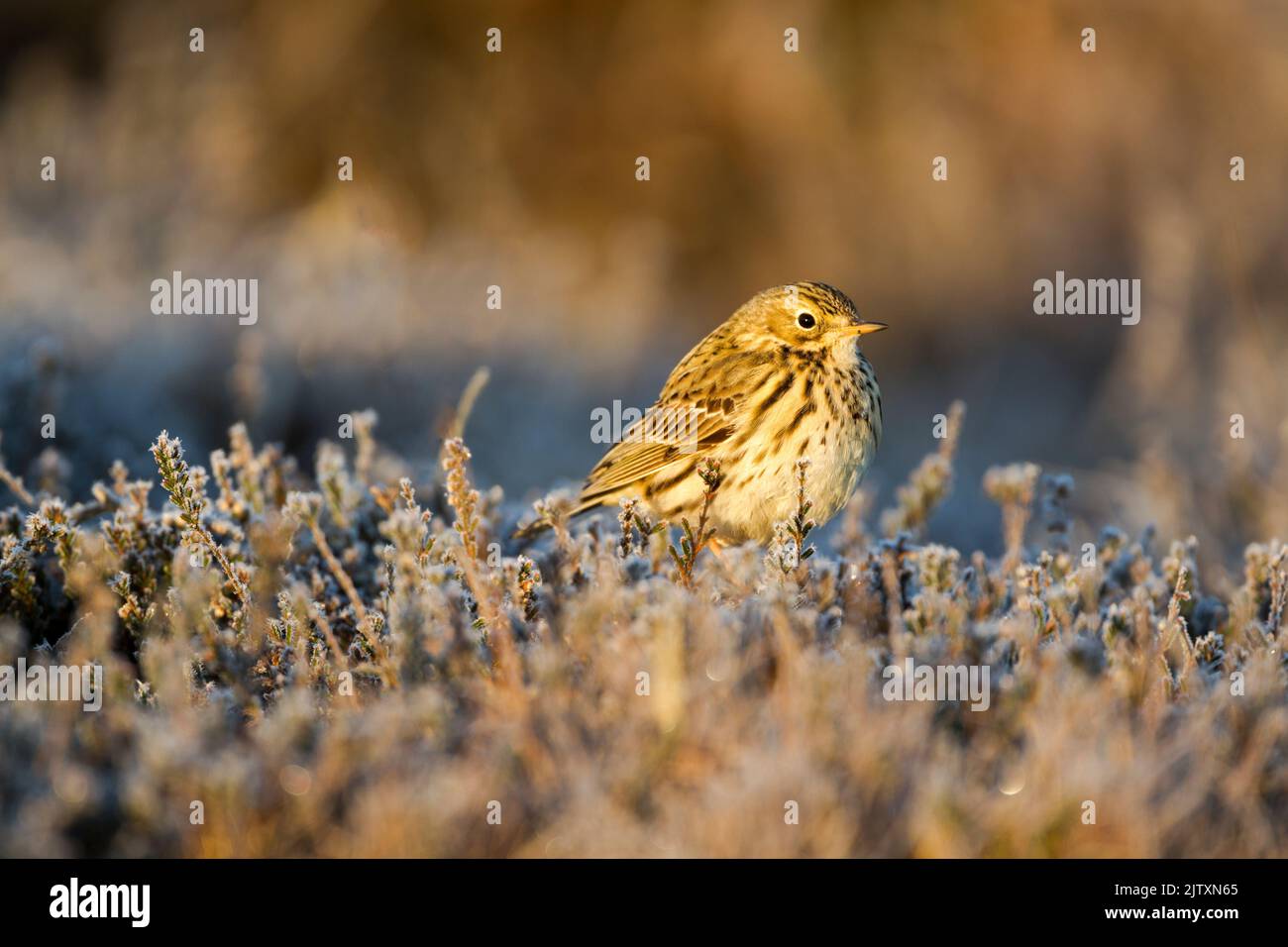 Meadow pipit, Latin name Anthus pratensis, perched on frost fringed heather in warm early morning light in the North York Moors national park Stock Photo