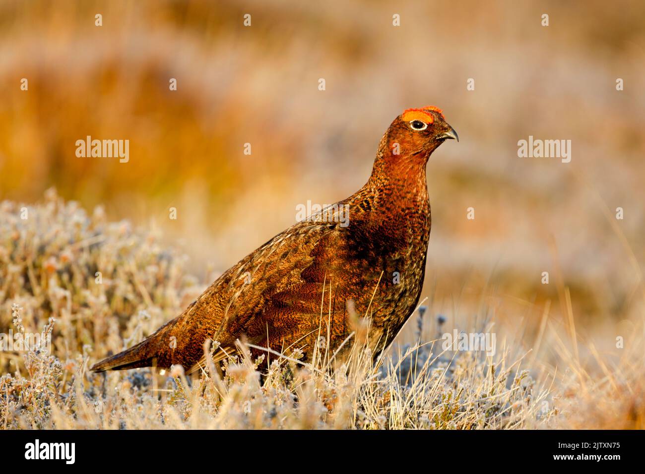 Male red grouse, Latin name Lagopus lagopus scotica, in warm light standing among frost covered heather with eye combs raised. Stock Photo