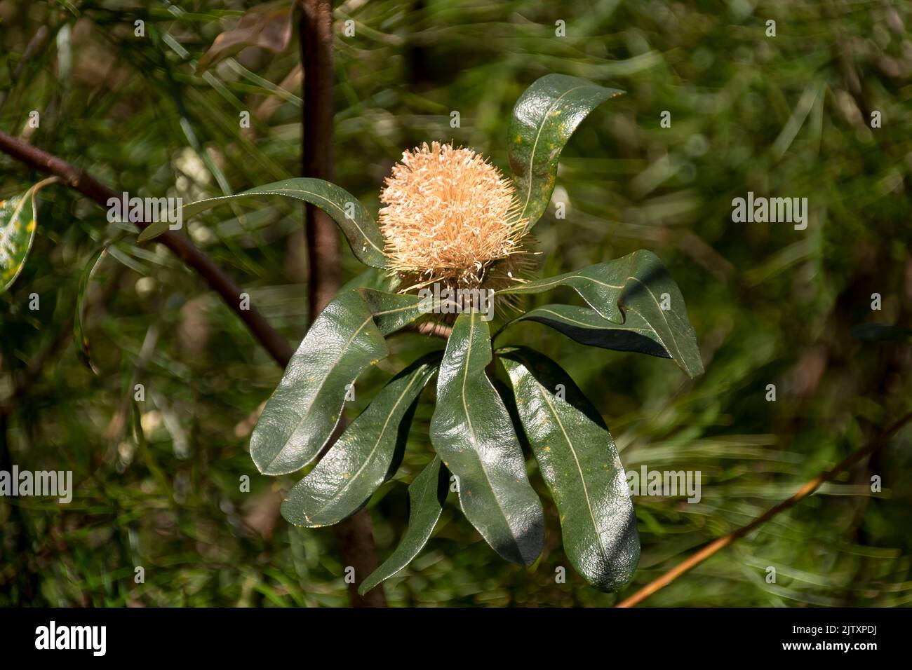 Single pale yellow flower spike of Australian Coastal Banksia, banksia