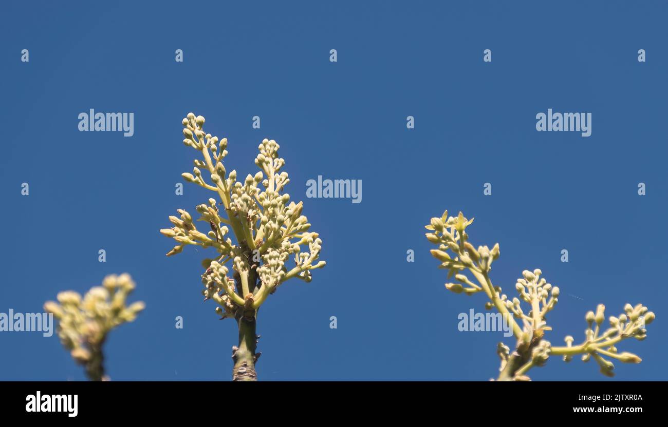 Early pale sprigs of buds of blossom of Hass avocado tree, Persea Americana, against s sunny blue sky. Orchard in Queensland, Australia. Copy space. Stock Photo
