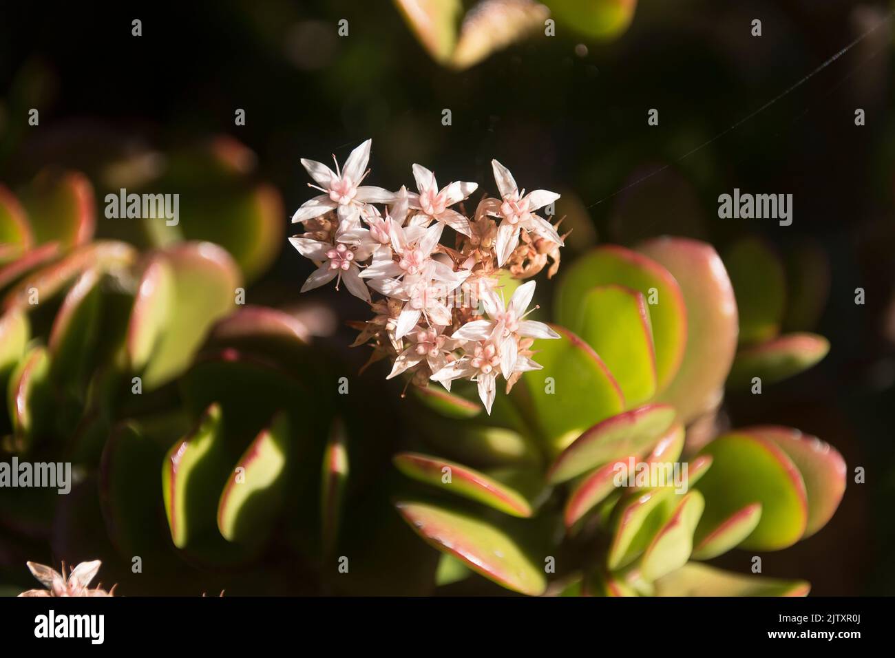 Small pink flowers of Jade plant (money plant), Crassula ovata Pink, succulent from South Africa, growing in Australian garden in Queensland. Stock Photo