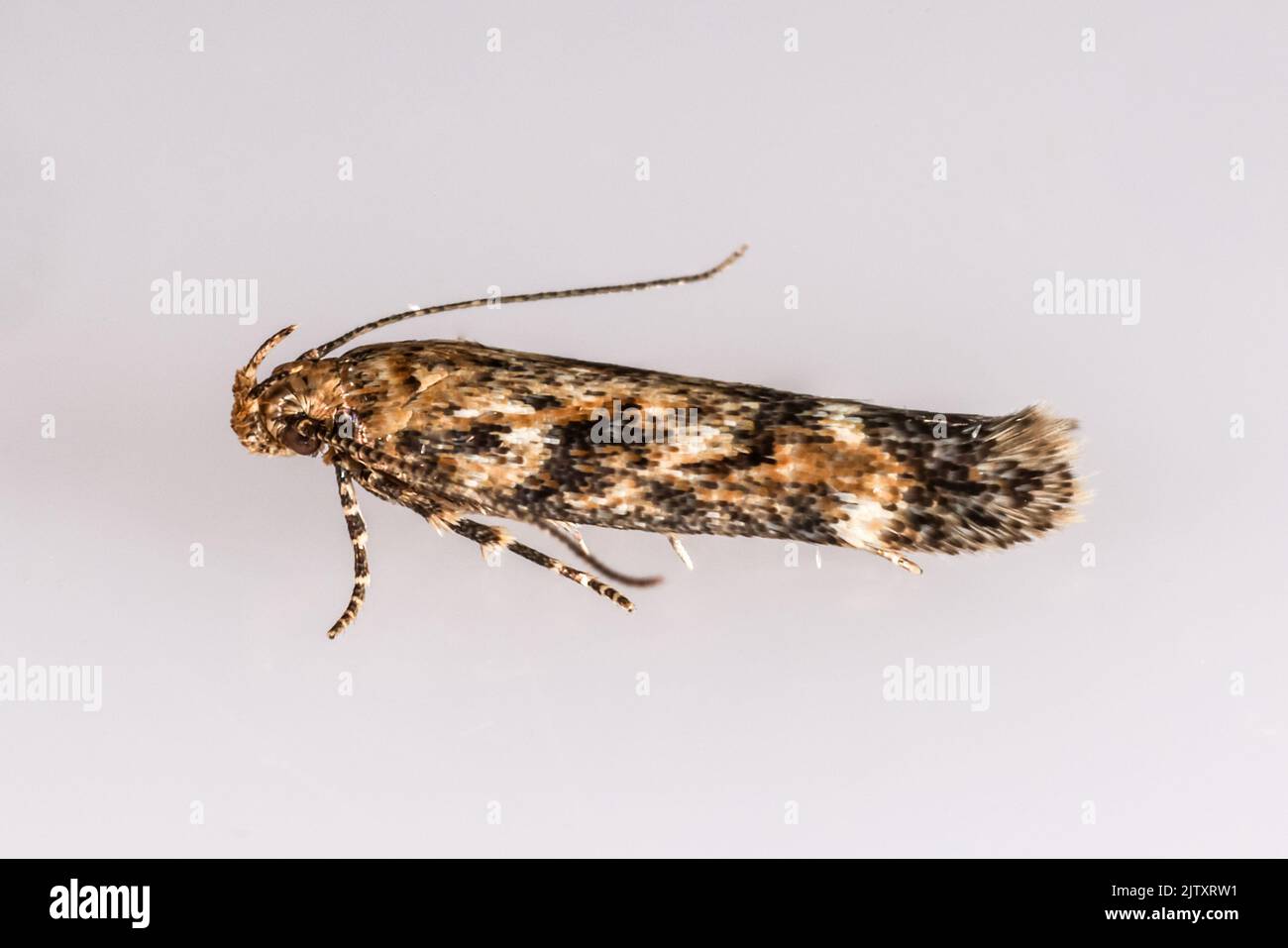 Caryocolum fraternella (Gelechiidae, Gelechiinae) - 'Mouse-ear Groundling' - adult moth photographed on neutral background - Suffolk, UK Stock Photo