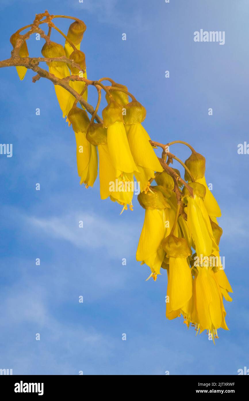 A close-up view of the striking yellow flowers of New Zealand's native Kowhai tree is seen against a blue sky with soft white clouds. Stock Photo