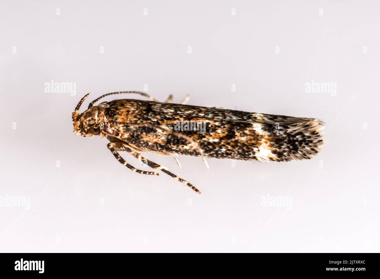 Caryocolum fraternella (Gelechiidae, Gelechiinae) - 'Mouse-ear Groundling' - adult moth photographed on neutral background - Suffolk, UK Stock Photo