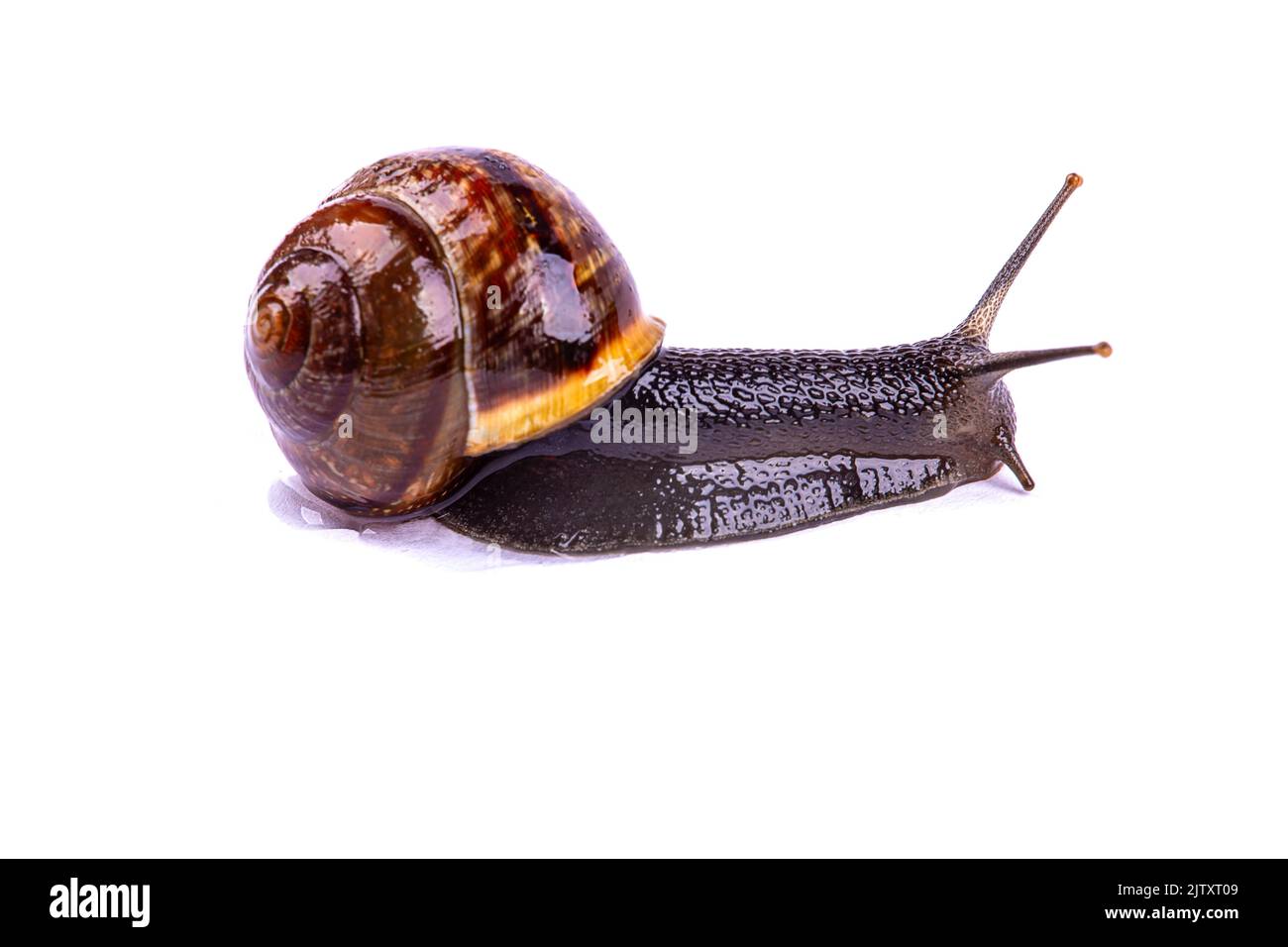 Grape snail, isolated on a white background, macro photography Stock Photo