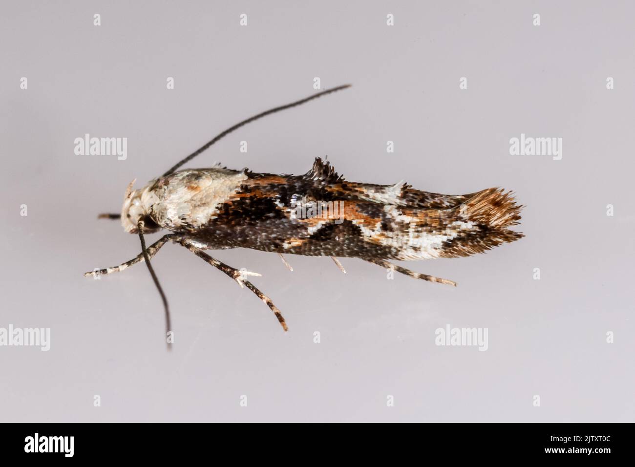 Mompha propinquella (Momphidae) - 'Marbled Mompha' - adult moth photographed on neutral background - Suffolk, UK.  August 2022 Stock Photo