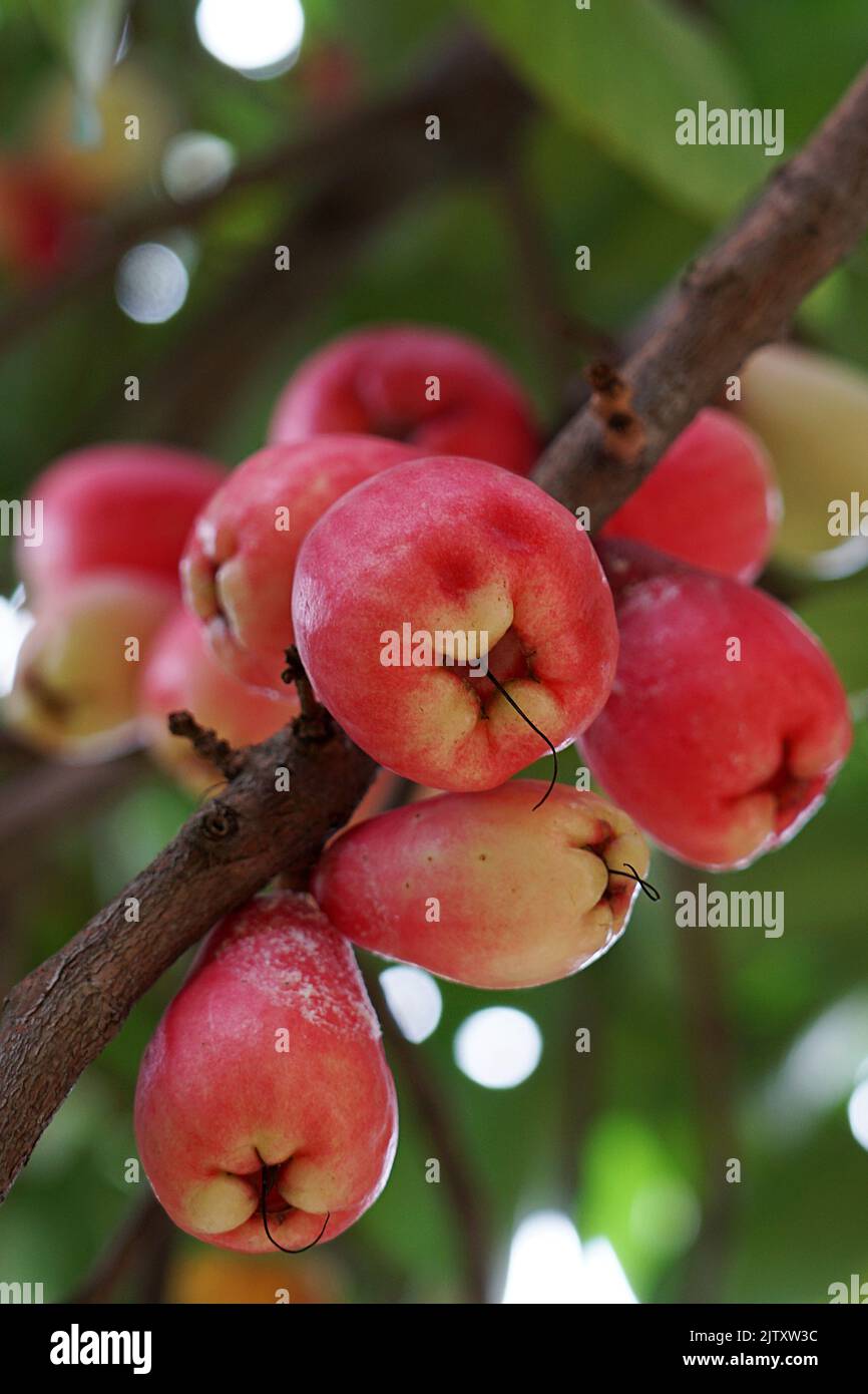 water apple (Syzygium aqueum),contains nutrients, such as vitamins