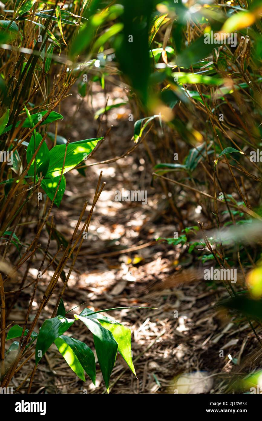 blurry path among tall sasa bamboo, focus on near leaves Stock Photo