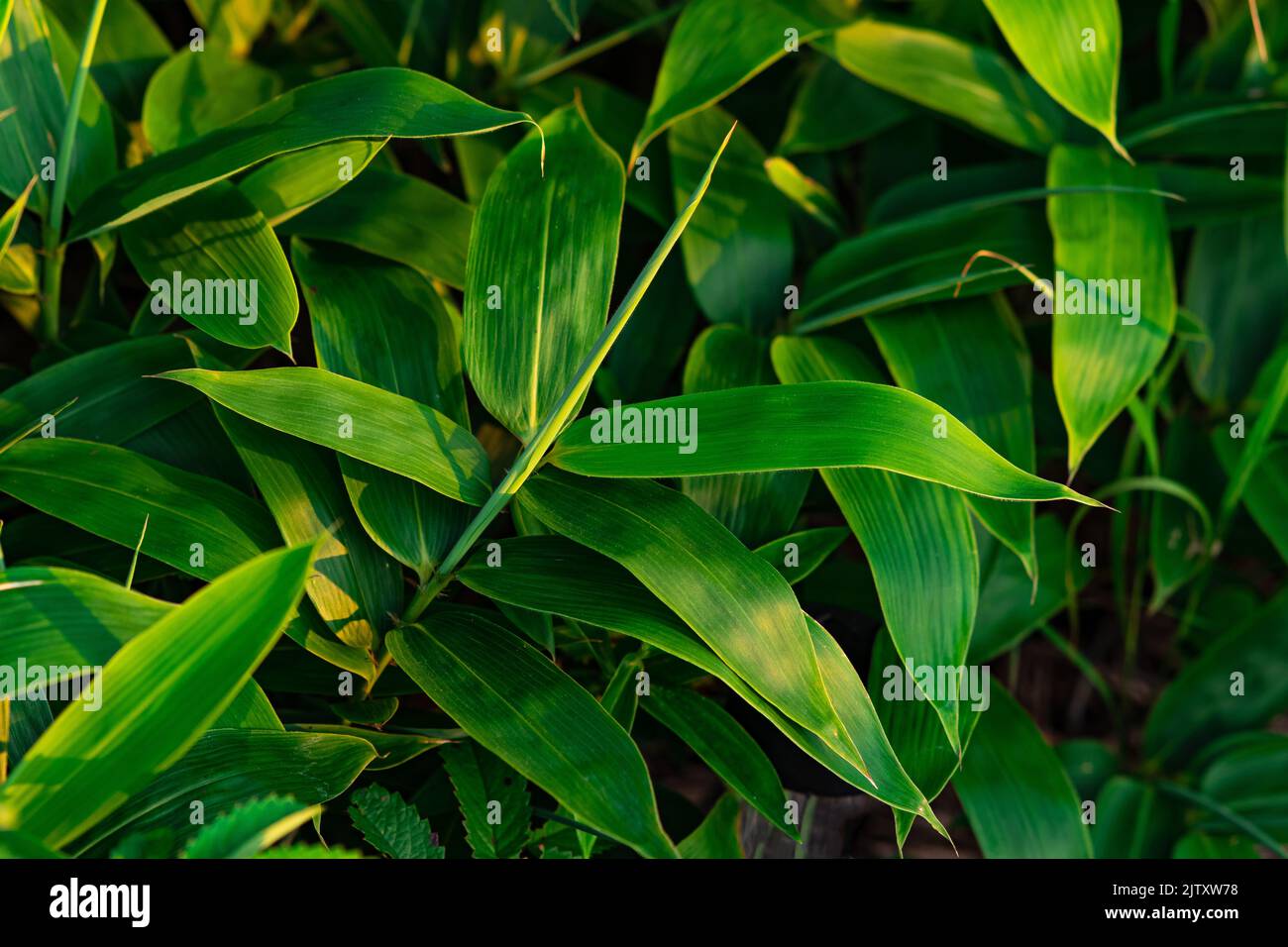 leaves of young broad-leaf sasa bamboo Stock Photo