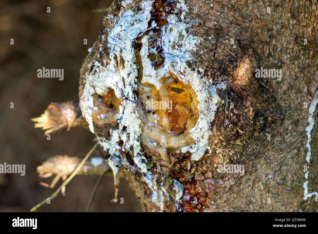 Tree sap on a conifer Stock Photo Alamy
