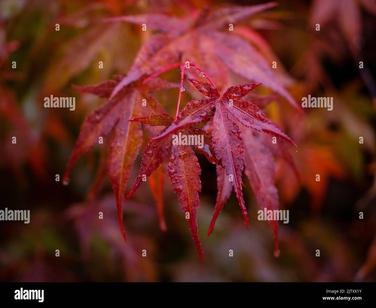 red maple tree leaves , close up photo of beautiful red autumn foliage. natural vibrant fall season colors Stock Photo