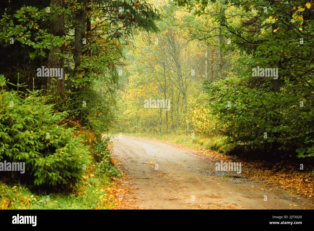 moody autumn foggy trail to a forest. misty pathway to a woods Stock Photo