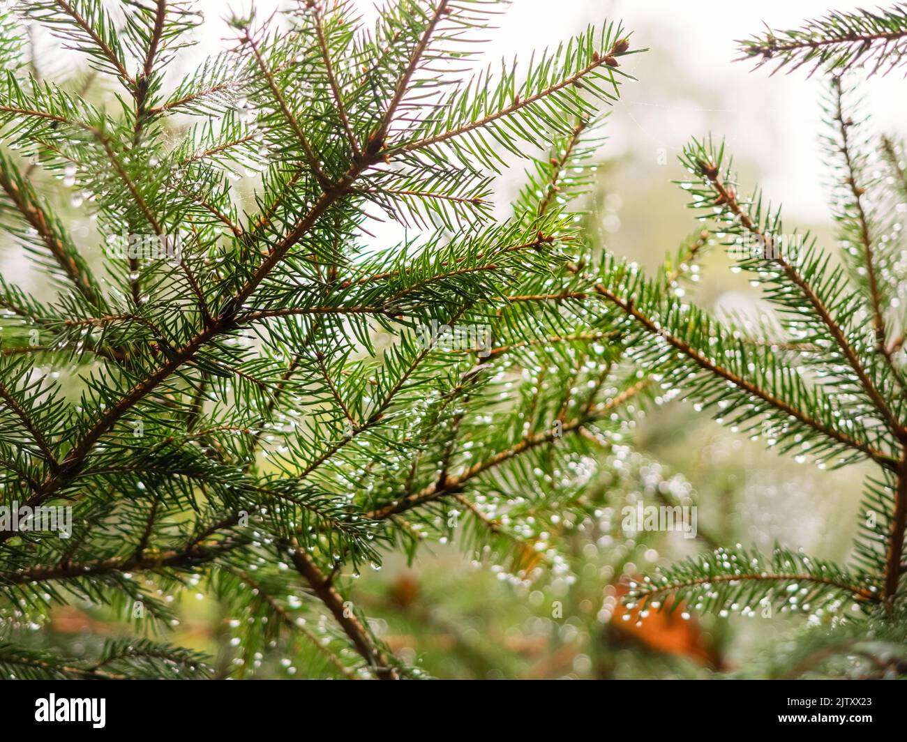 morning dew on spruce tree branches in autumn forest Stock Photo