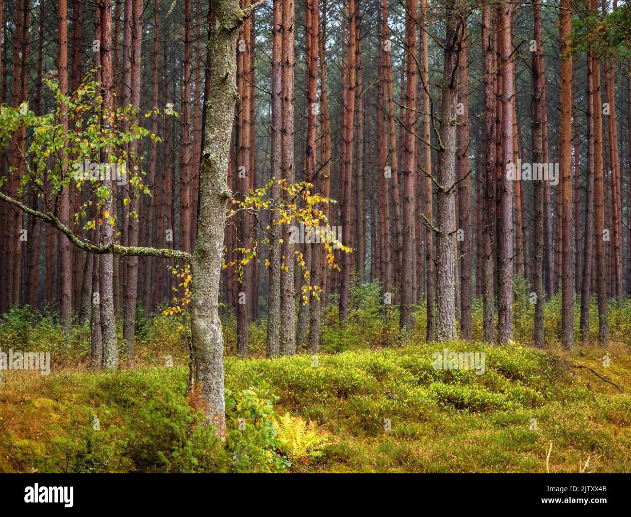 loneliness deciduous tree in a pine tree forest Stock Photo Alamy