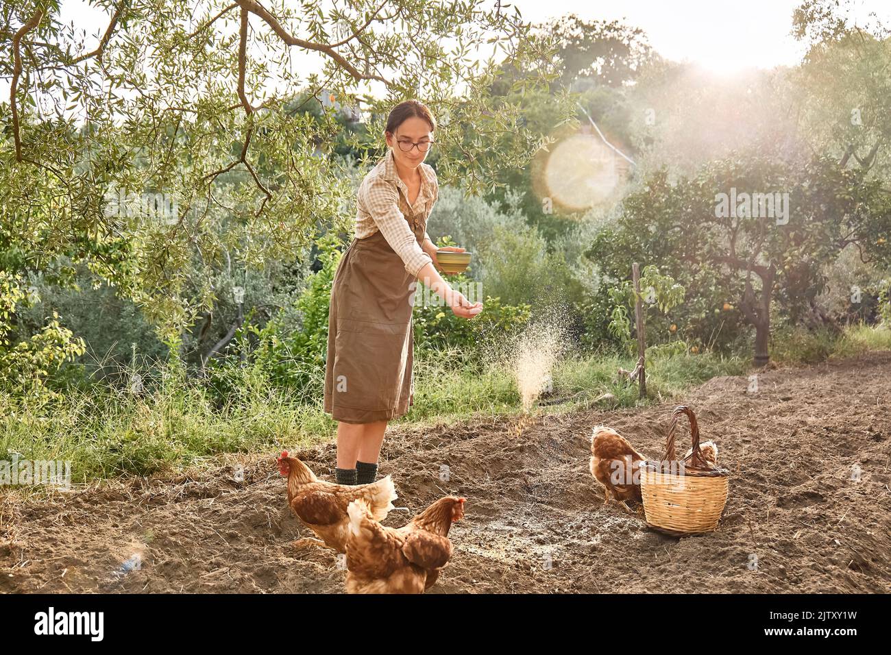 Woman feeding hens in the farm. Free-grazing domestic hen on a traditional free range poultry organic farm. Adult chicken walking on the soil. Stock Photo
