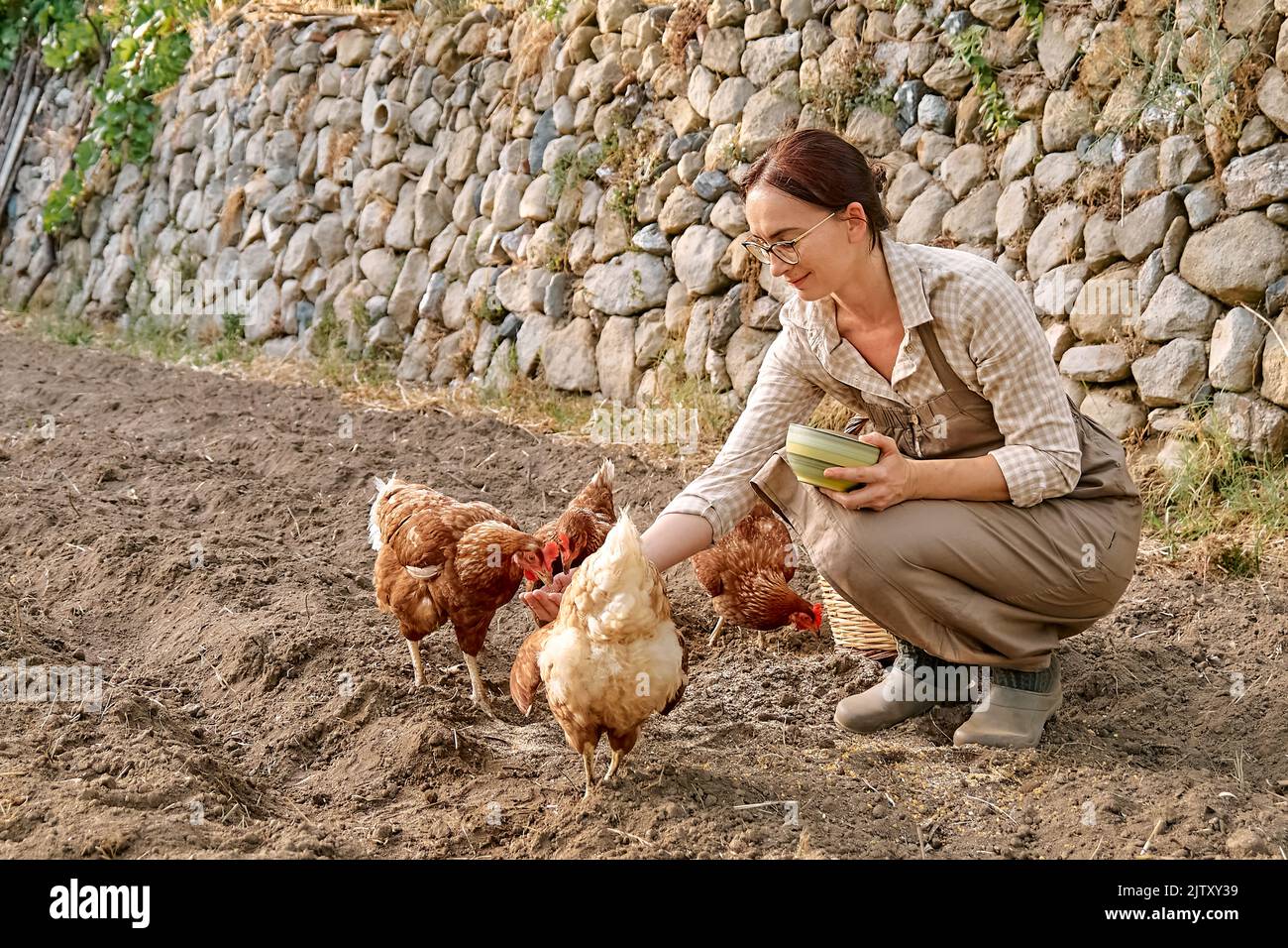 Woman feeding hens from hand in the farm. Free-grazing domestic hen on a traditional free range poultry organic farm. Adult chicken walking on the soi Stock Photo
