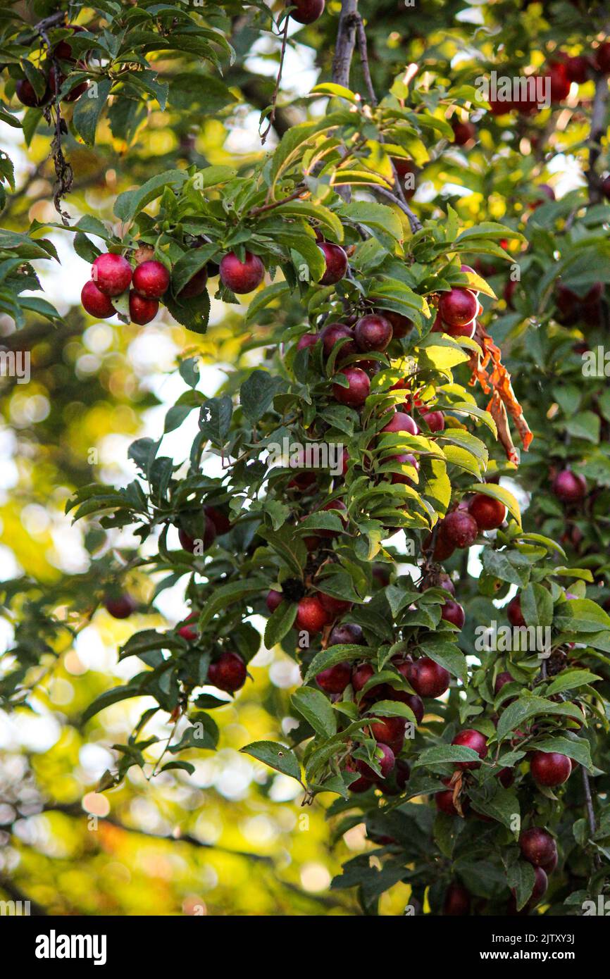 Cherry plum fruits on the tree Stock Photo
