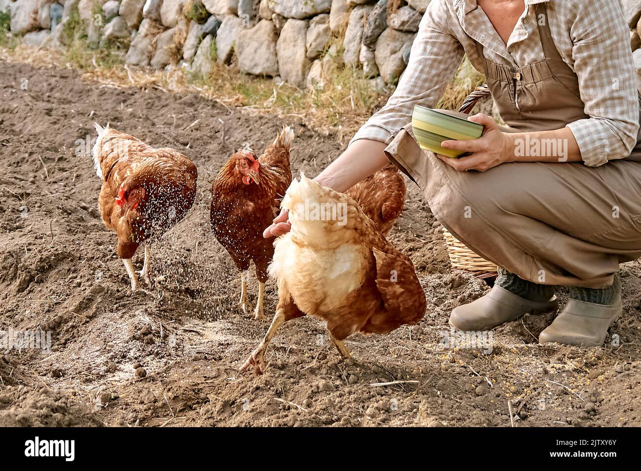 Woman feeding hens from hand in the farm. Free-grazing domestic hen on a traditional free range poultry organic farm. Stock Photo