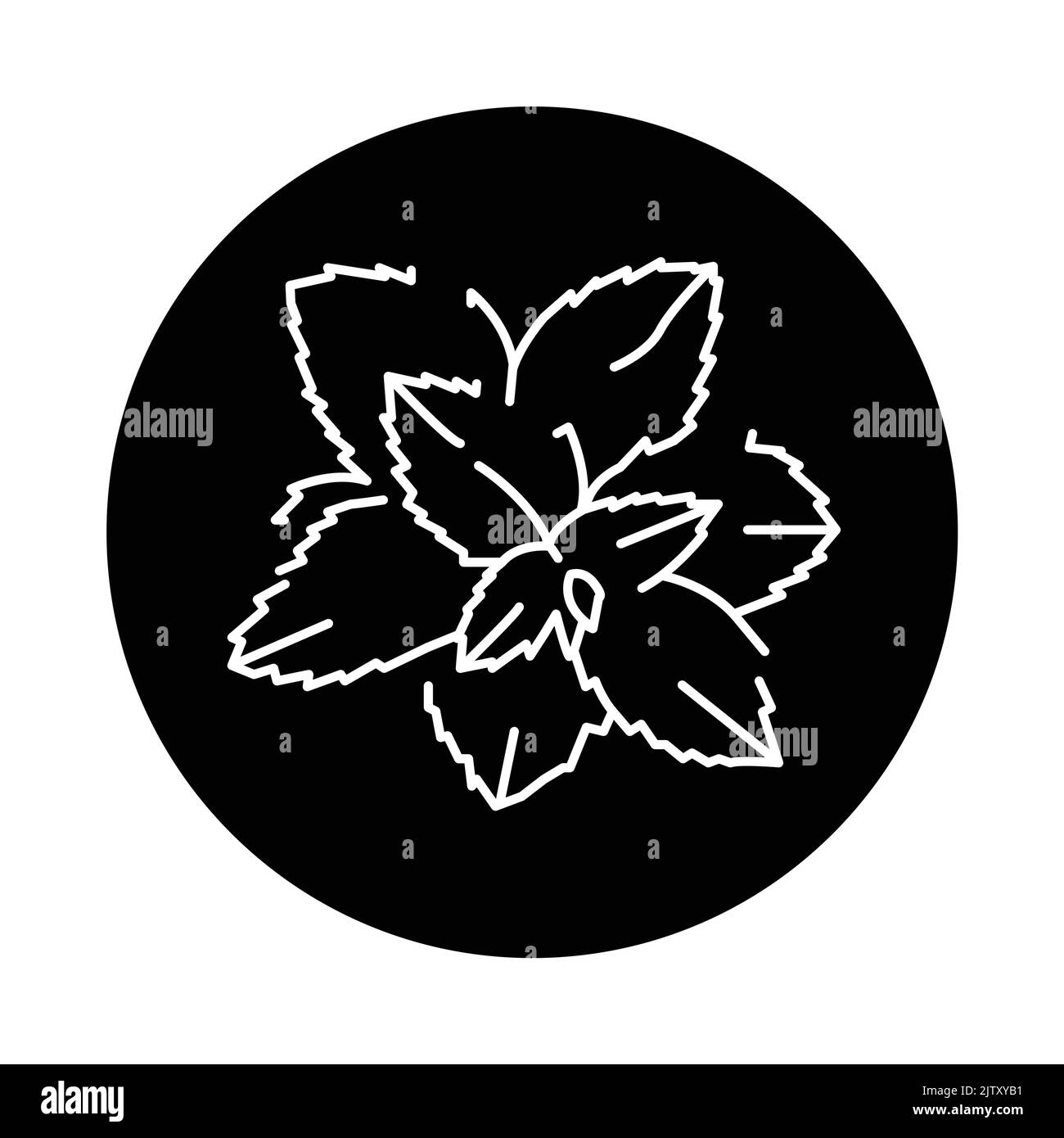 Mint plant color line icon. Pictogram for web page, mobile app, promo