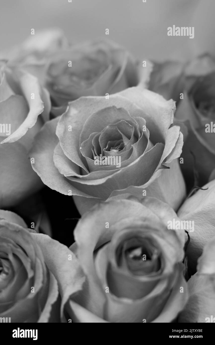 Gorgeous summer blooms Black and White Stock Photos & Images - Alamy