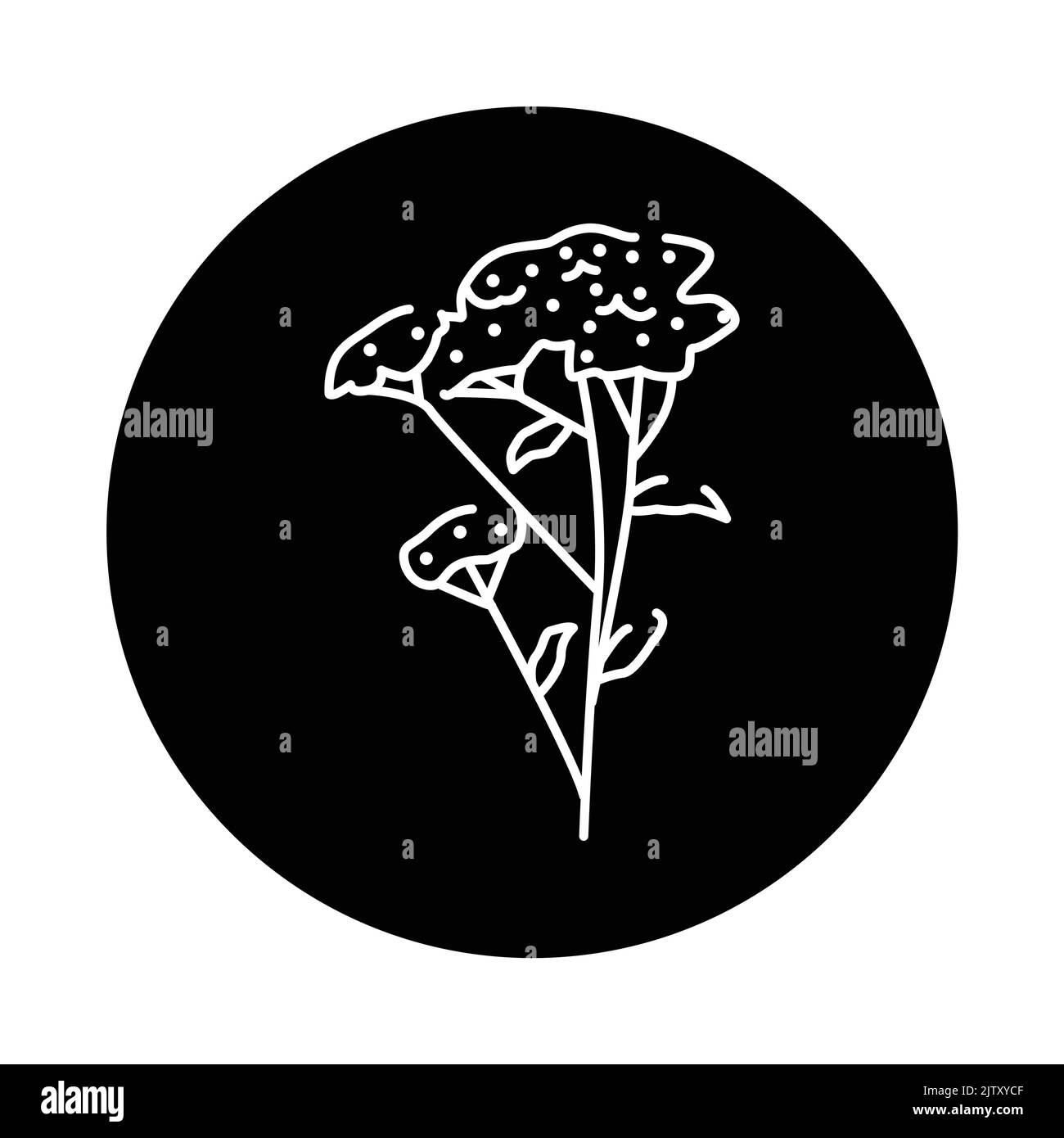 Yarrow plant color line icon. Pictogram for web page, mobile app, promo. Stock Vector