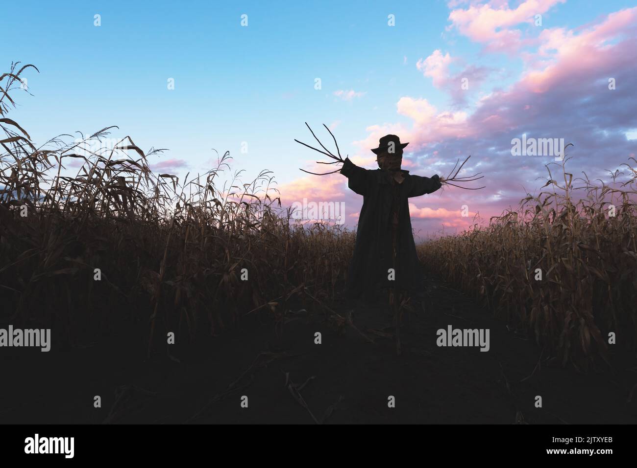 Scary scarecrow in a hat and coat on a evening autumn cornfield during sunset. Spooky Halloween holiday concept. Halloweens background Stock Photo