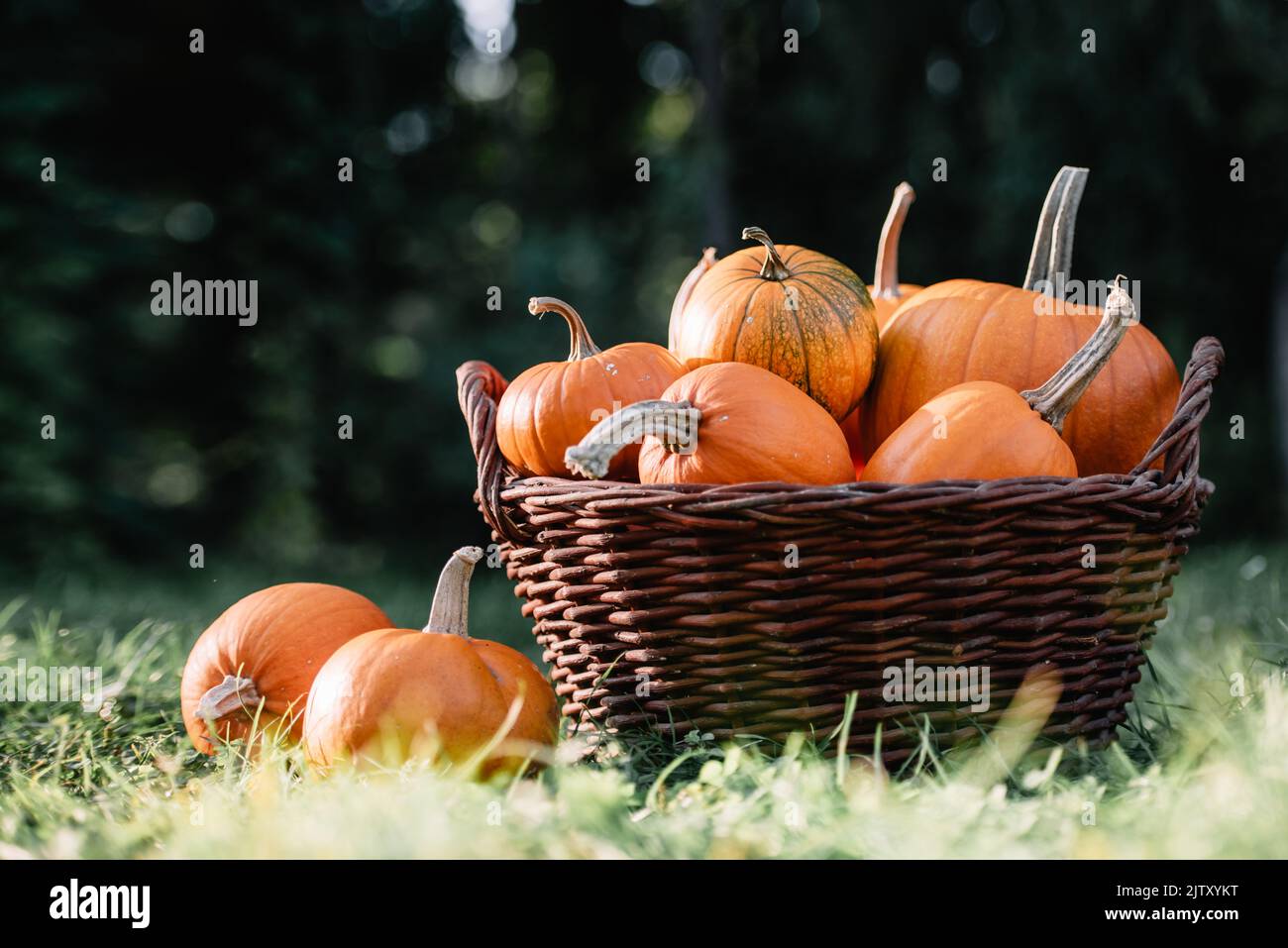 Different kind of pumpkins in garden basket. Halloween and thanksgiving holiday and autumn harvest background Stock Photo