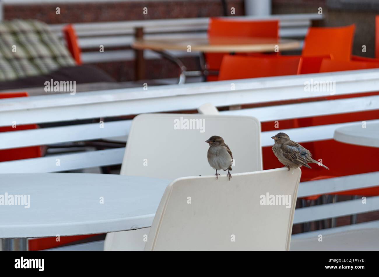 Two sparrows on a chair at sidewalk cafe Stock Photo