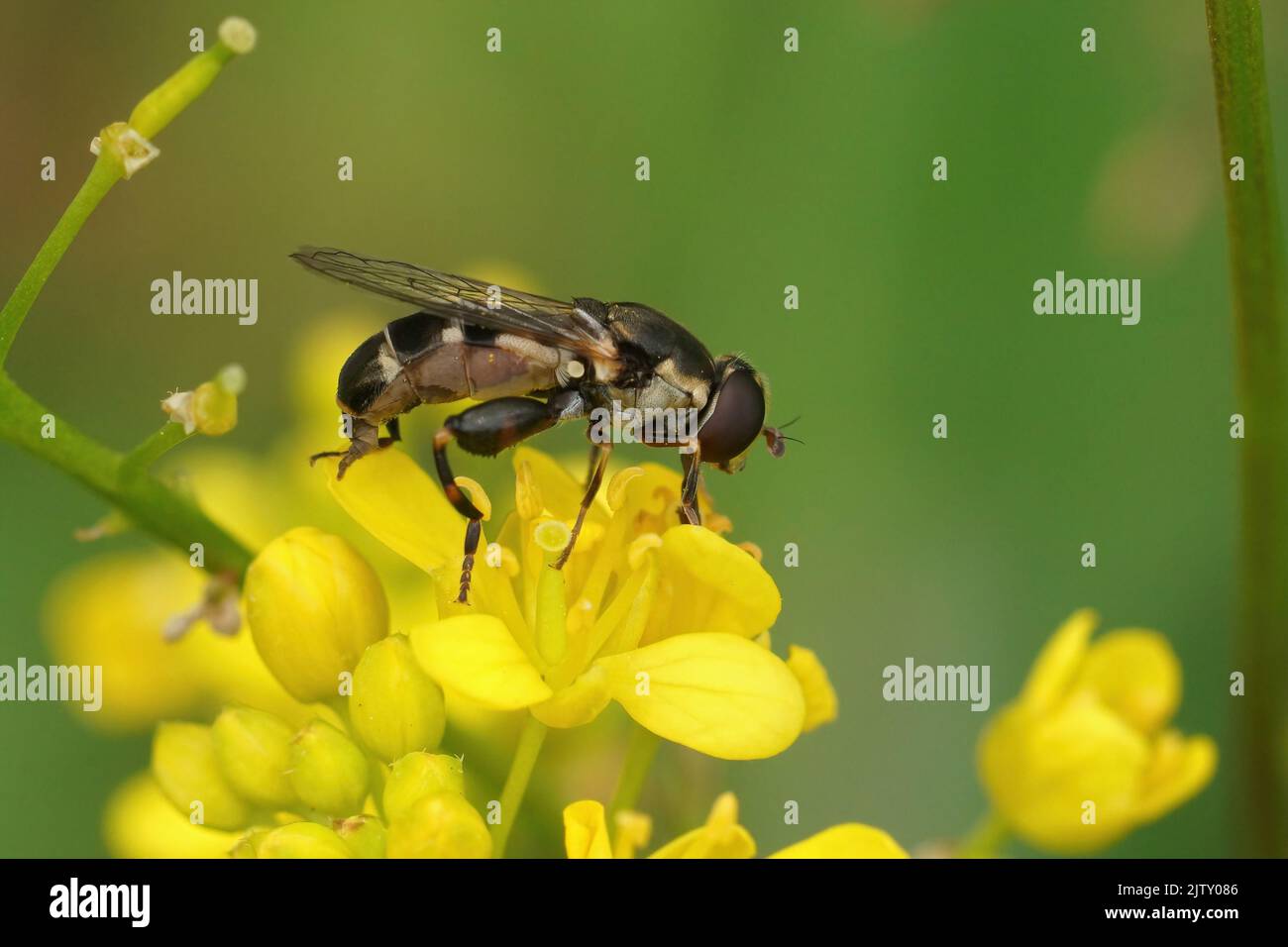 Natural closeup on a small Thick-legged hoverfly, Syritta pipiens, sitting on a yellow Rorippa sylvestris flower Stock Photo