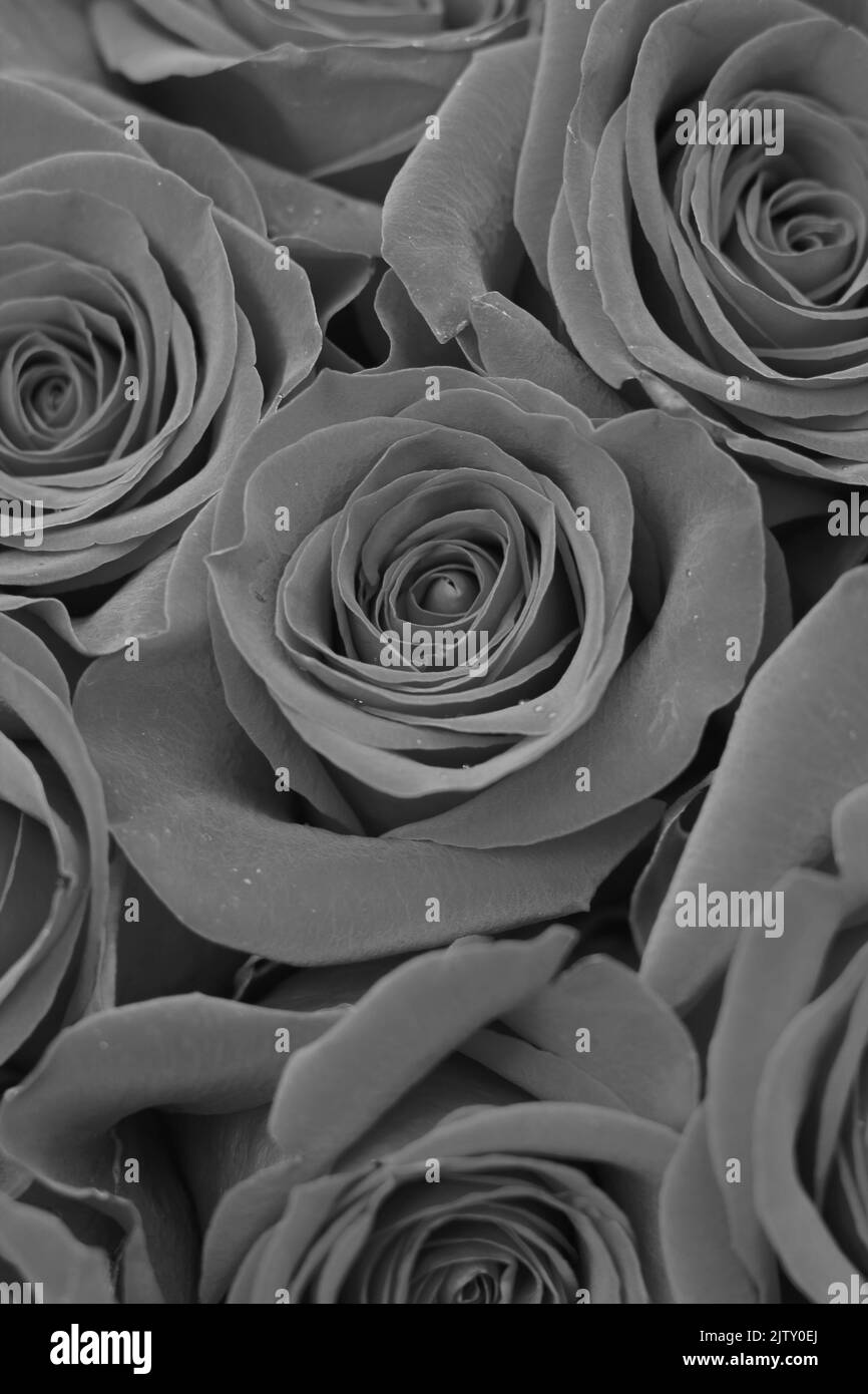 Beautiful bouquet of fresh roses in full bloom in a black and white