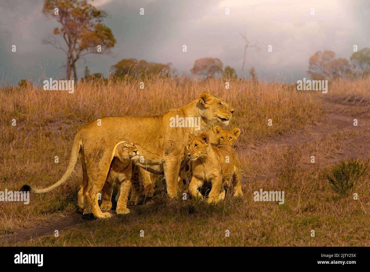 African lion male roaring hi-res stock photography and images - Alamy