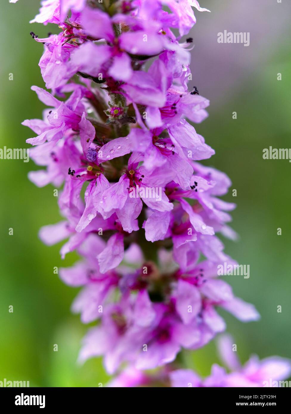 Sfondo polline hi-res stock photography and images - Alamy