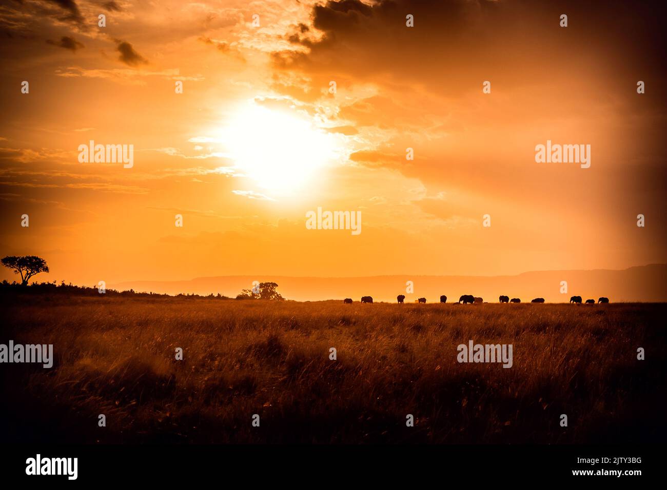 Elephants on horizon at sunset Stock Photo