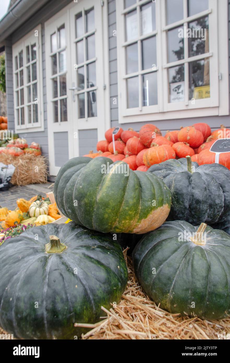 A large pumpkin lies in the straw Stock Photo - Alamy