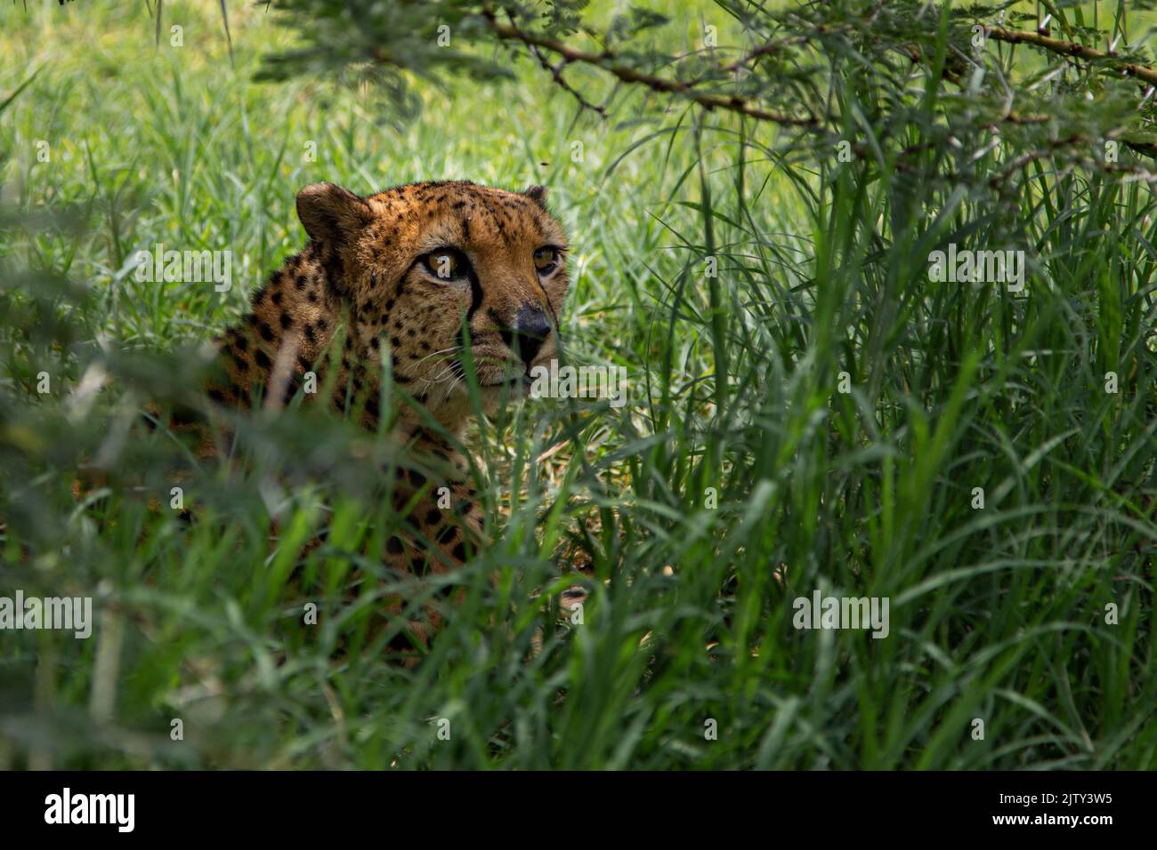 Cheetah hiding in long grass in Kenya Stock Photo