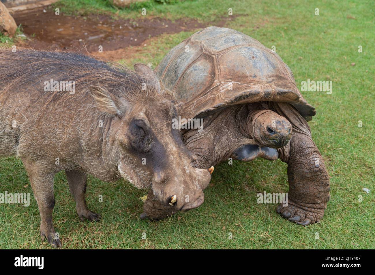 Unlikely friends warthog and giant tortoise Stock Photo