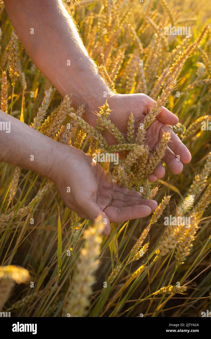 Close-up farmer's hands hold ears of wheat, rye in a wheat, rye field.  Stock Photo