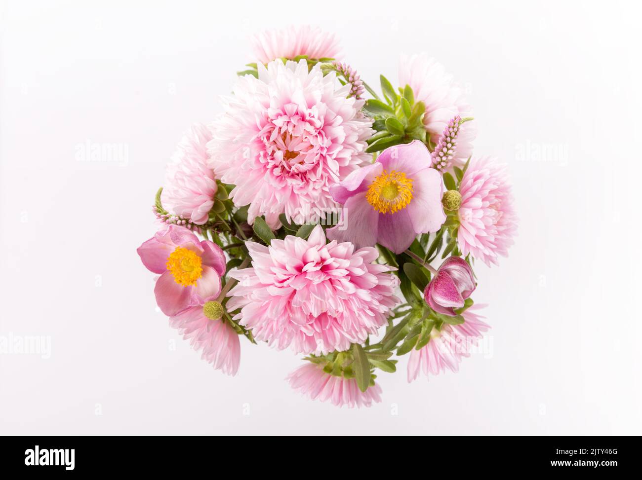 Graceful autumn bouquet of pink aster flowers, anemones on white background Stock Photo