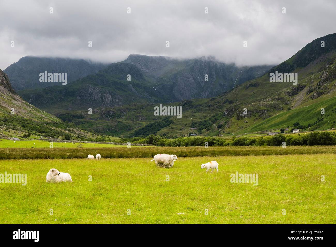 View to Glyderau mountains in low cloud with sheep grazing in Nant Ffrancon valley in Snowdonia National Park. Ogwen, Bethesda, Gwynedd, North Wales, Stock Photo