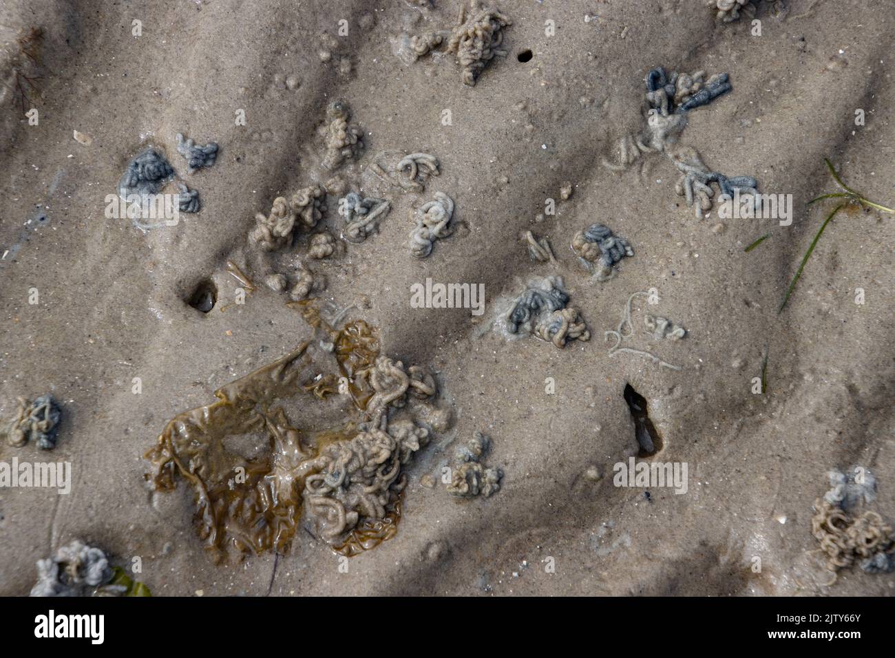 Coiled sand castings of a lugworm, arenicola marina Stock Photo